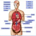 Weekly Health