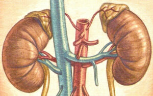 Urinary health