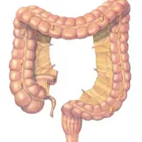 Large Intestine