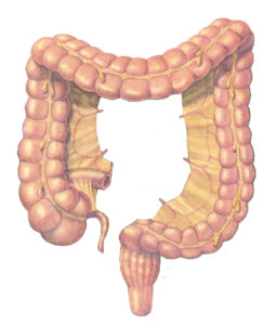 Large Intestine