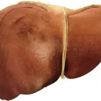 Liver health