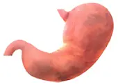 Stomach