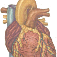 Heart health