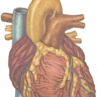 Heart health