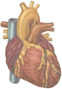 Heart health