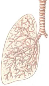 Lung health