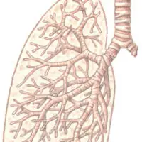 Lung health