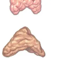 Body Systems - Glands