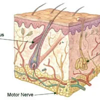 Skin health