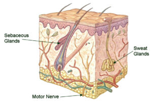 Skin health
