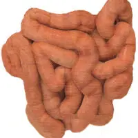Small Intestine health
