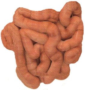 Small Intestine health