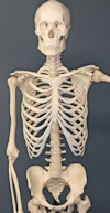 Bone health