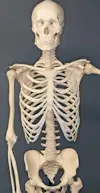 Bone health